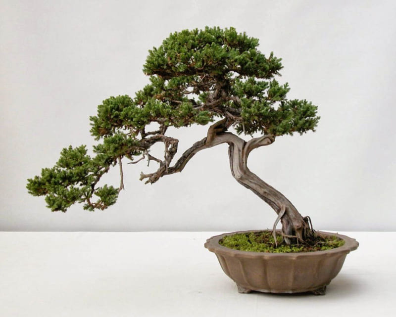 Cây bách Nhật còn được gọi là cây tuyết tùng - Là loại cây xanh được sử dụng nhiều trong thiết kế nội thất